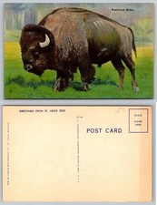 Vintage American Bison Buffalo St. Louis Zoo Postcard Colourpicture Linen picture