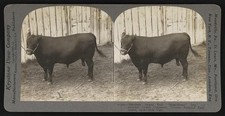 Toronto National Exhibition 1909 Aberdeen Angus Bull Magnificent Grand Champion picture