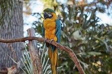Photo:St Augustine Florida Macaw Parrot 1900s Park Bird on Branch picture