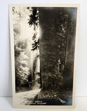 RPPC Richardson Grove Redwood Highway Humboldt County ER Freeman 1928 (21) picture