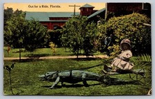 1912 Florida Alligator Cart Ride Child Novelty Postcard St. Augustine RPO picture