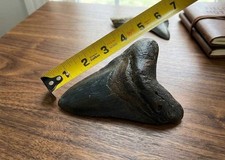 MEGALODON Stone Shark tooth Fossil 5