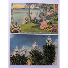Colourpicture Linen Postcard Set Vintage Florida Cypress Gardens Yucca Flower picture
