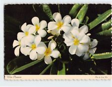 Postcard White Plumerias picture