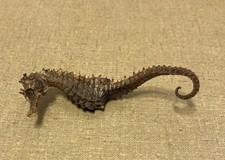 Vintage Natural Dried Approx. 3” Seahorse Skeleton Specimen Hippocampus Erectus picture