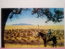 White Faced Herefords cattle Western US ranching picture