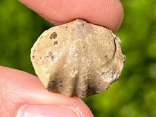 Brachiopod Fossil New Mexico Calvinaria bransoni Devonian Age Sly Gap Formation picture