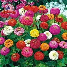 200 Dwarf Lilliput mix Zinnia seeds for planting 1 grams Non GMO Heirloom Elegan picture