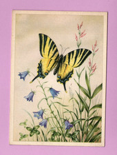 Papillon Catonephele numilia ..... (Ref. i 4733) picture