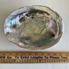 Vintage Abalone Shell 8-1/4