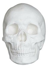 Plaster Cast Skull, Human Skull, for Life Drawing and Painting, Life Size, White picture