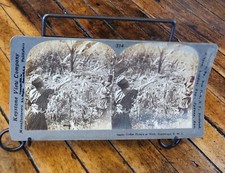 Antique 1909 KEYSTONE Stereoview COFFEE PICKERS AT WORK GUADELOUPE picture