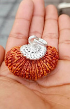 21 Mukhi Rudraksha Bead – Sacred A++ Certified +gift + same day shipping++ picture