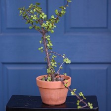 Jade terra cotta tree picture