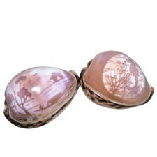 Seashells 2 Carved Tiger Cowrie Shells Seahorse and Boating Scene Pair Engraved picture
