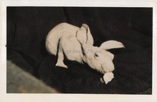 1950 Cleveland Press White Rabbit Sculpture Photo 5X7 picture