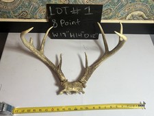 Whitetail Deer 8 Point Antler Set Antlers w/ Skull Plate ADD LOT NUMBER IN ORDER picture