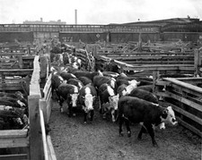 Hereford cattle arriving at market in the USA Historic Old Photo picture