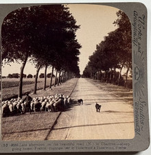 Late Afternoon on the Beautiful Road to Chartres, France, Vintage Stereoview picture