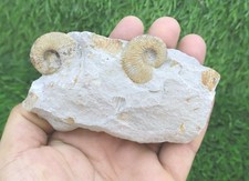 Olcostephanus Ammonite Fossil Early Cretaceous Natural Marine Fossil on Matrix  picture
