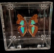 Preserved Blue Morpho Butterfly In A Plexy Glass Display Case picture