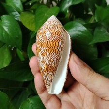 Large Conus Textile Cowrie Cone Natural Seashell Rare Real Beach Home 2.5-3
