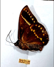 castnia amauta procera ,top rarity, huge, picture