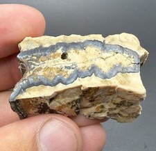ICE AGE MAMMAL TOOTH FRAGMENT POLISHED CROSS SECTION picture