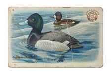 1924 J8 #19 Bluebill Duck, SMALL, Useful Birds of America 4th Series 2nd we hav picture