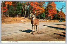 c1970s Deer Crossing Dirt Road Vintage Postcard picture