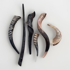 Shofar Set Kudu Blesbok Ram Eland Waterbuck Horns 17”-30” Kosher  picture