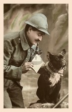 WW 1 FRENCH BULLDOG Army Service Dog 1916 RPPC Photo Postcard COPY picture