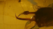 Special price Burmite amber Ant inclusion with long jaw picture