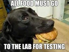 Funny Labrador dog refrigerator magnet 3 1/2 X3 1/2 