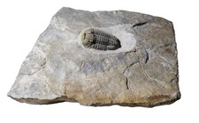 British Ordovician CALYMENE TRILOBITE UK Fossil Palaeontology Gravicalymene picture