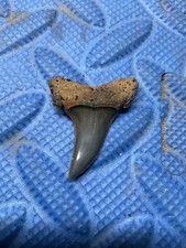 Cusped Retroflexus shark tooth fossil 1.5 inch from SC picture