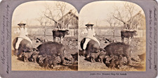 Stereoview Cards - Uncommon - Estate Liquidation- Girl Riding Pig on farm picture