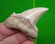 AURICULATUS Shark Tooth  2.34” REAL FOSSIL - KAZAKHSTAN  RARE picture