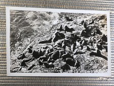 RPPC Sea Lions At Play Cave Oregon Coast Highway Florence Real Photo Postcard picture
