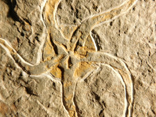 440 Million Year OLD STARFISH Fossil Ordovician Period Morocco 427gr picture