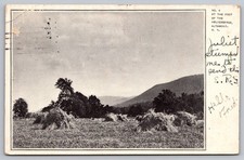 1906 Altamont NY Helderbergs Haystacks Farm Landscape Postcard Posted picture