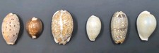 Seashells Cypraea Arabica Erronea Oliva Camelopardalis Lynx Monetaria Lot of 6 picture