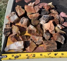 ☘️RR⛏️: Top Quality Arizona Rainbow Petrified Wood, Over 4 Lb 🌈 picture