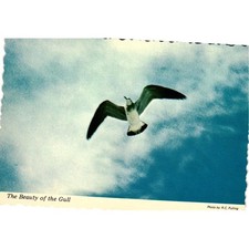 Vintage 1975 The Beauty of the Gull Postcard RC Pulling Scalloped Edge Unposted picture