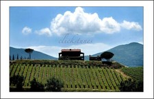 *2013*  'VINEYARDS OF SOUTHERN FRANCE' 30