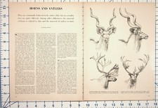 Horns Antlers Biology Article 1969 Vintage Magazine Pages Kudu Deer Ram picture