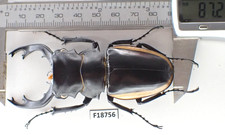 F18756. Unmounted insects, Lucanidae: Odontolabis Cuvera sp. Vietnam North. Big picture