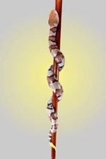 Hand-Carved Wooden Walking Stick with Realistic Snake Design – Unique Cane 36 In picture