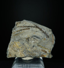 Pine Stems / Blackhawk Formation, Utah / Rare Fossil Specimen picture