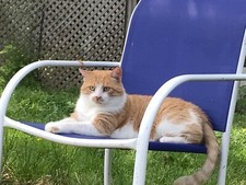 Buy a cat picture to help support cats at shelter in KY WE NEED YOUR HELP picture